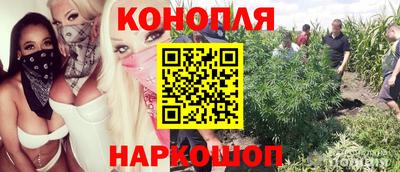 сатива Новозыбков
