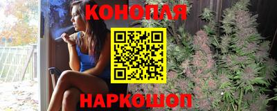 сатива Новозыбков